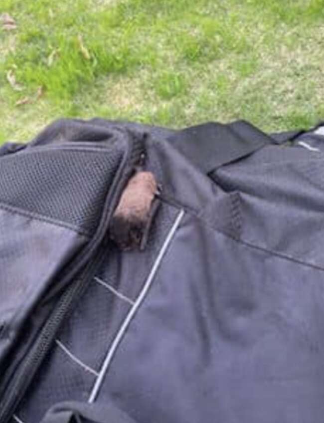 bat on backpack