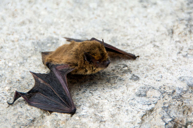 bat