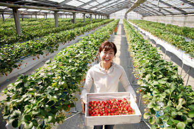 strawberry farm japan