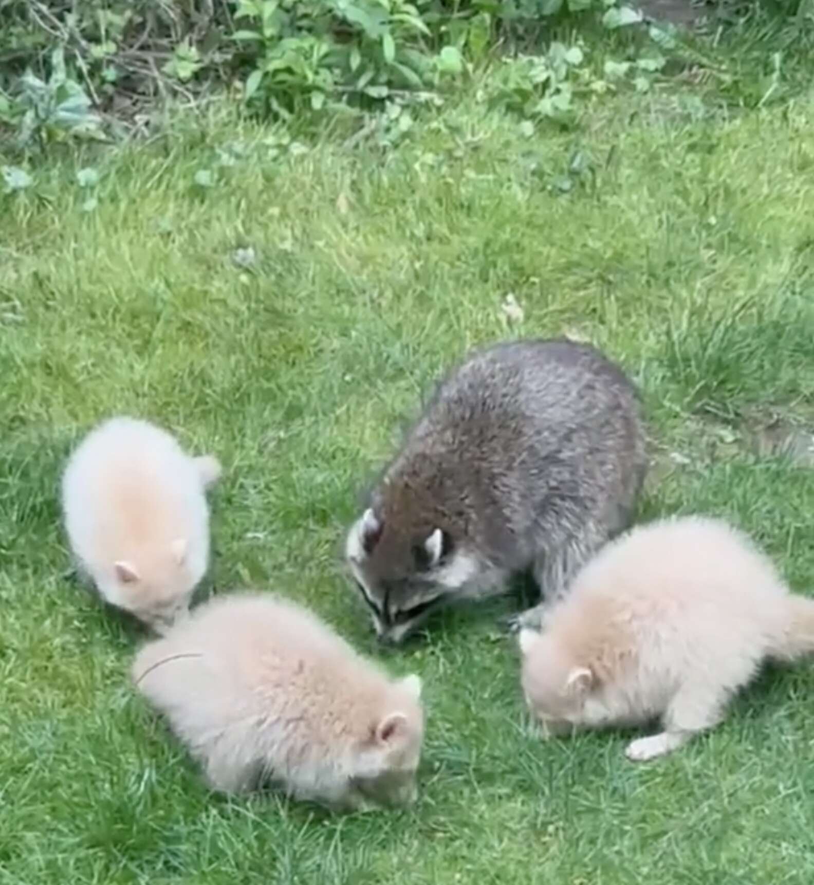 Family Shocked When Backyard Raccoon Has Babies Who Are ‘1 In 10 ...