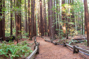 California redwoods