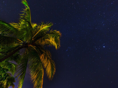 palm tree and night sky in jamaica