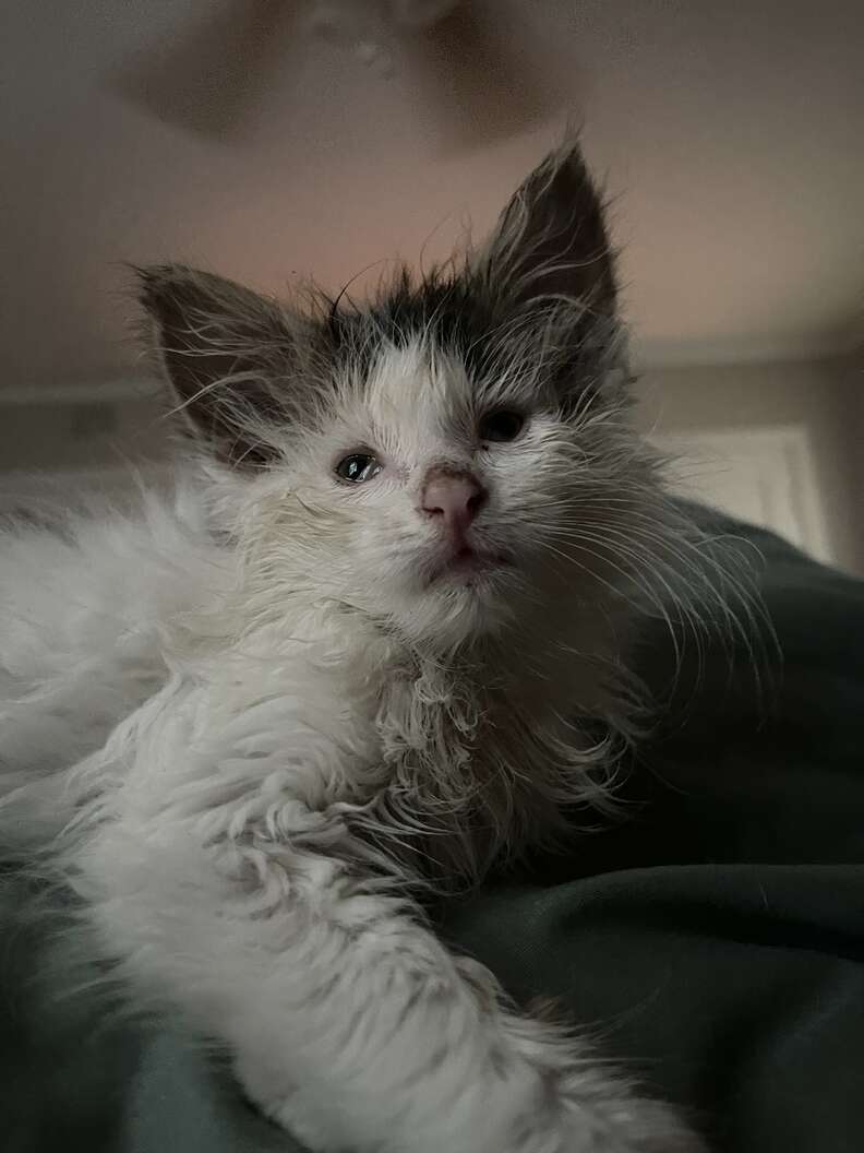 kitten