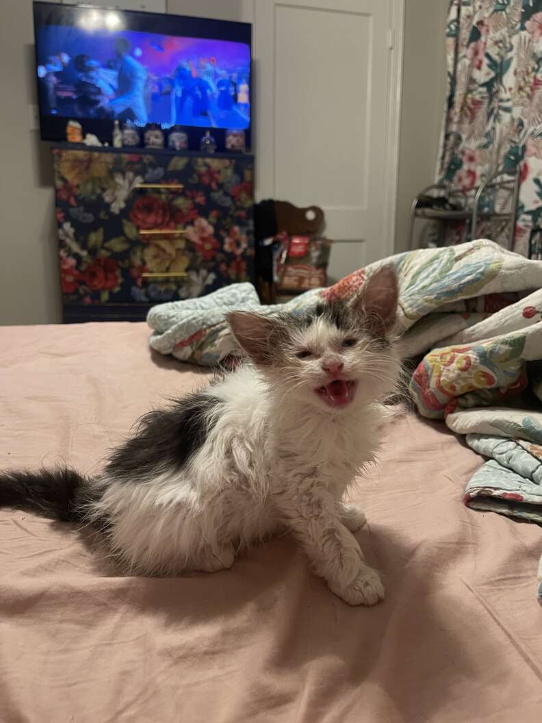 kitten