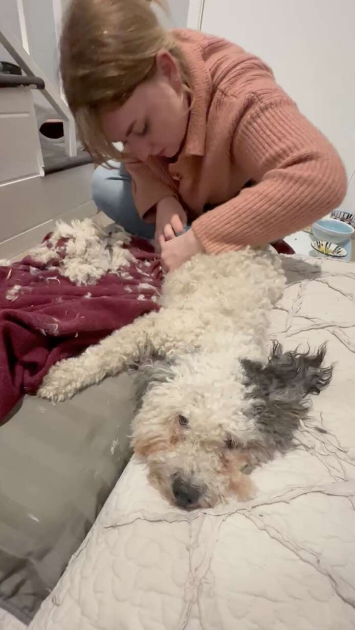 puppies