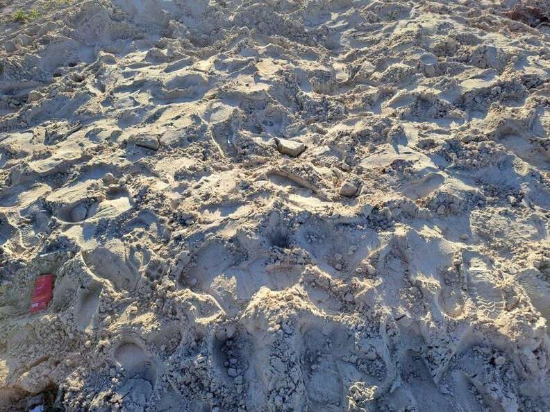 Man Gets A Call And Rushes To Save Animal Buried Alive In The Sand ...