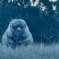 People On Walk Pass By Strange 'Boulder' — Then Realize It's Alive