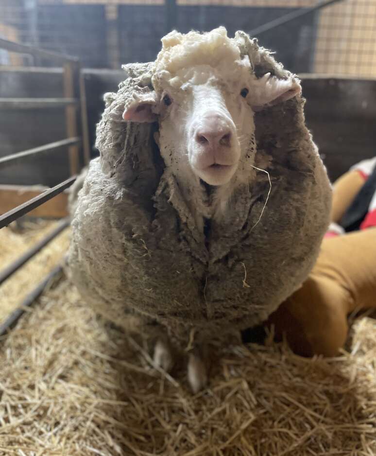 sheep smiling