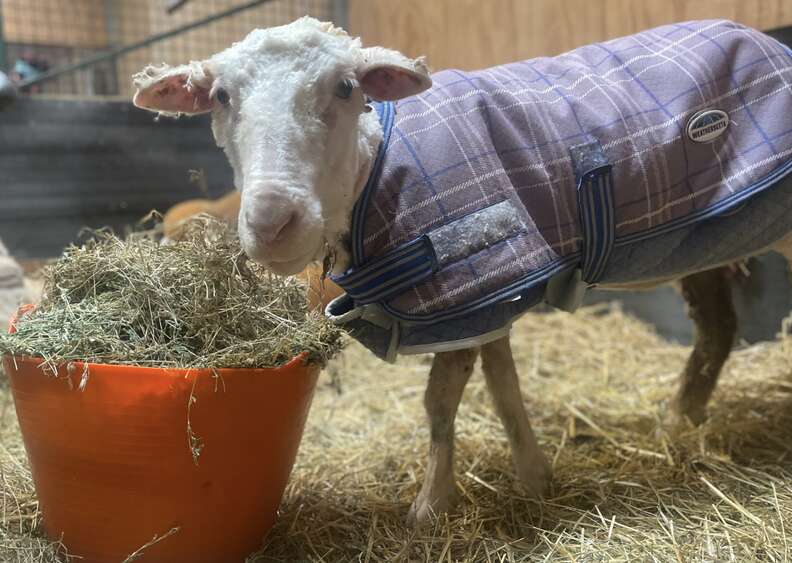 sheep wearing coat 