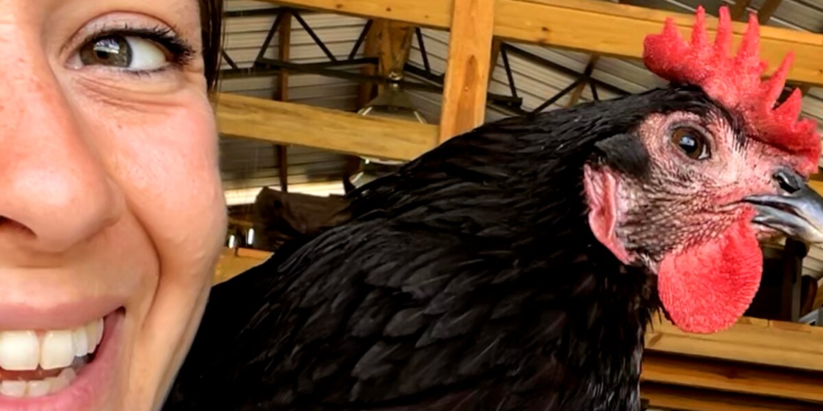 Reque Chicken Rescue Chicken Lays Her First Egg - Videos - The Dodo