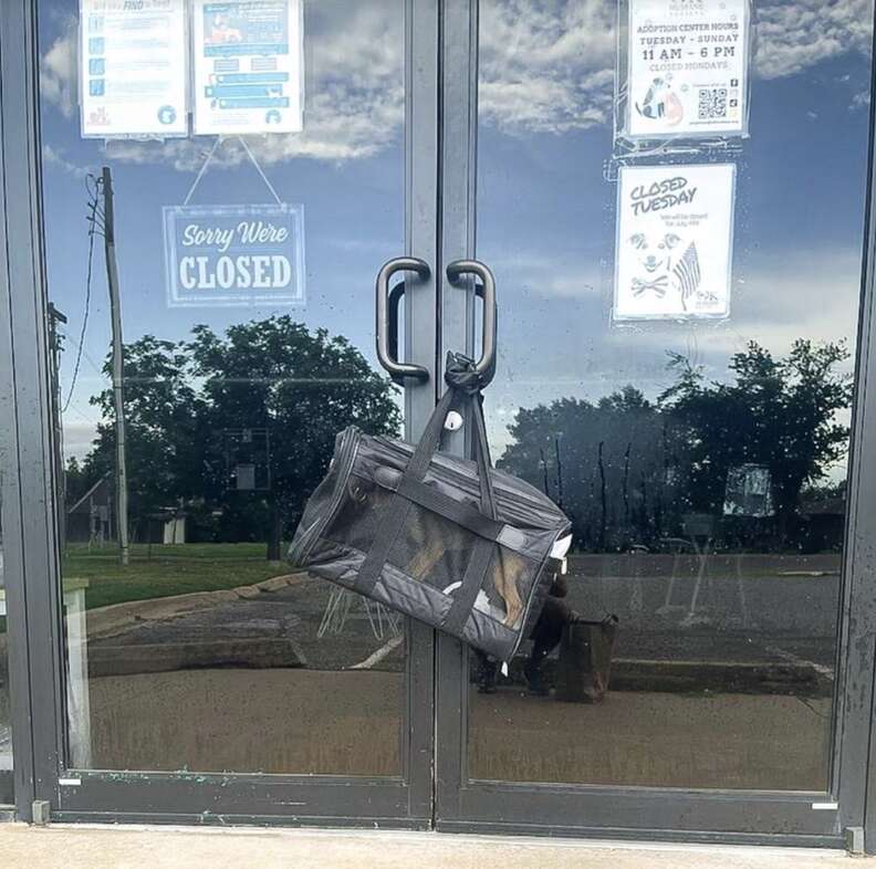 dog in bag