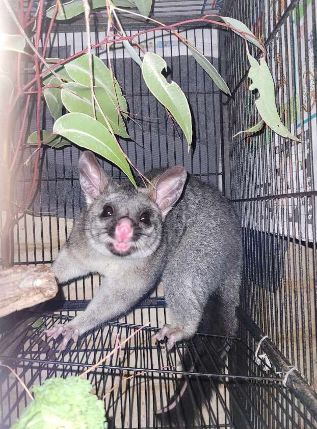 possum in cage