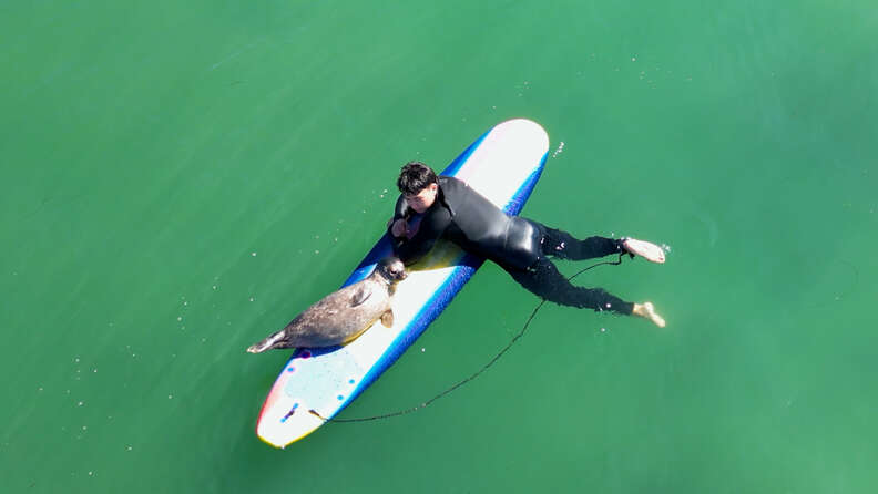 Surfing Baby Seal Hangs Ten With San Diego Locals 