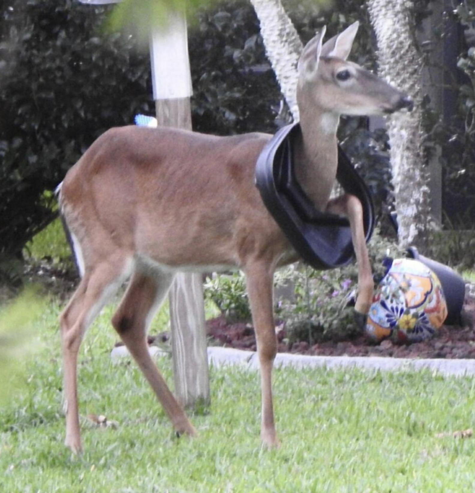 Rescuers Race To Save Deer Stuck In Trash Can Lid — Then Realize She's ...