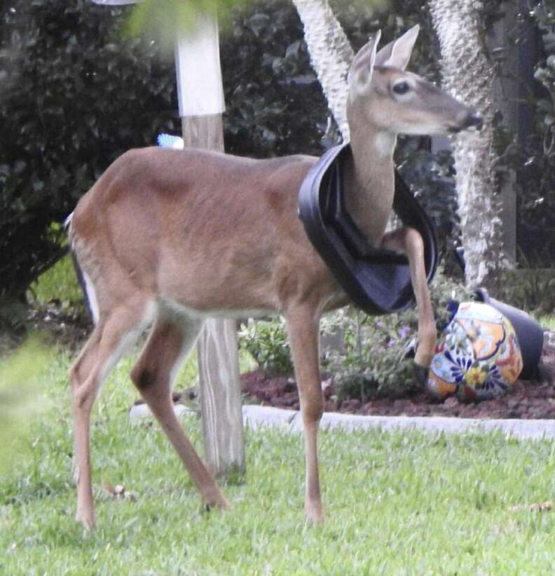deer stuck in trash can lid
