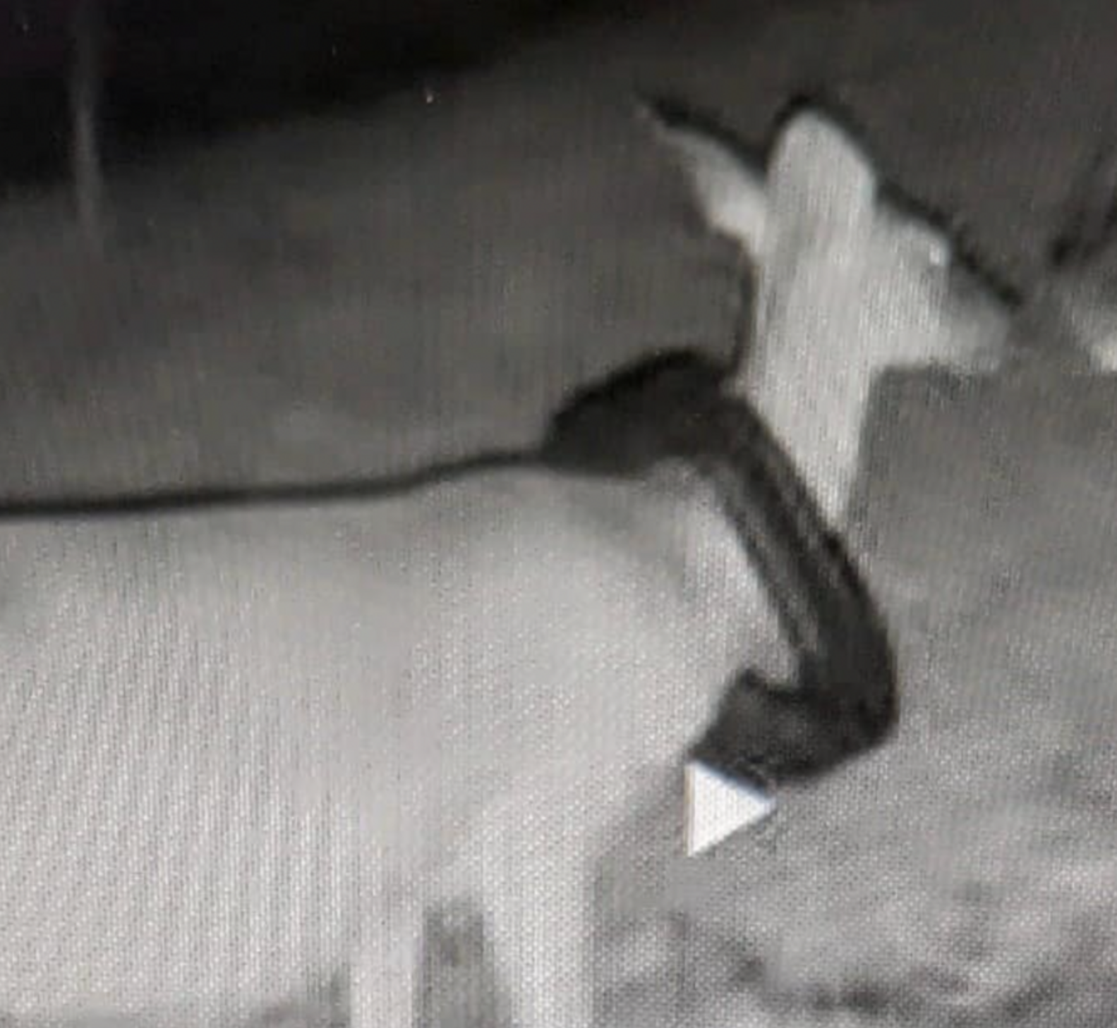 Rescuers Race To Save Deer Stuck In Trash Can Lid — Then Realize She's ...