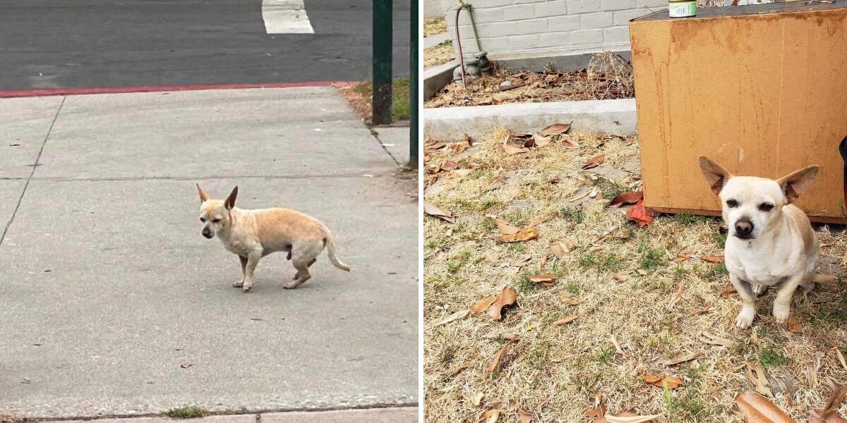 Tiny Dog Refuses To Leave Street Corner Where He Last Saw His Family ...