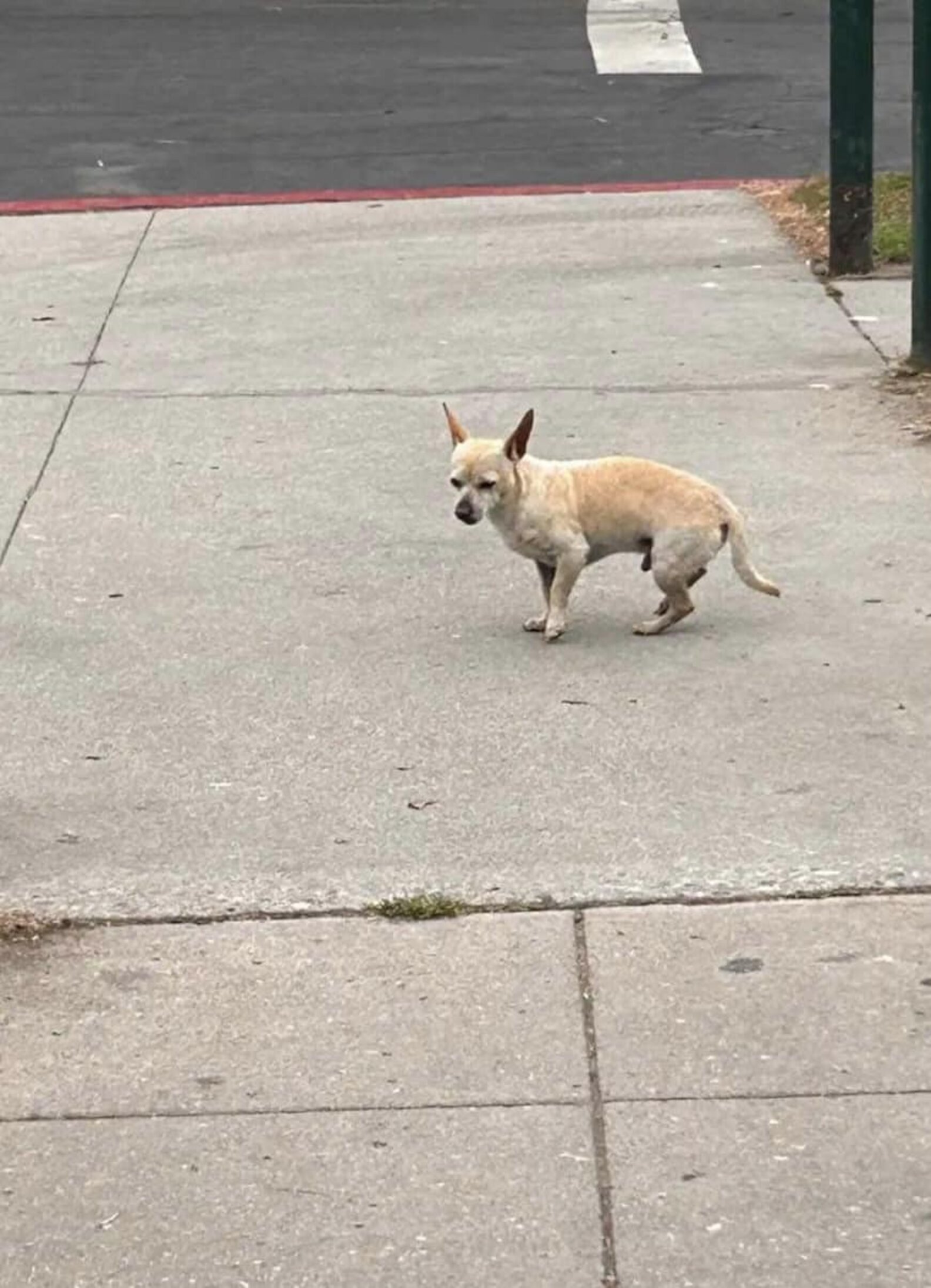 Tiny Dog Refuses To Leave Street Corner Where He Last Saw His Family ...