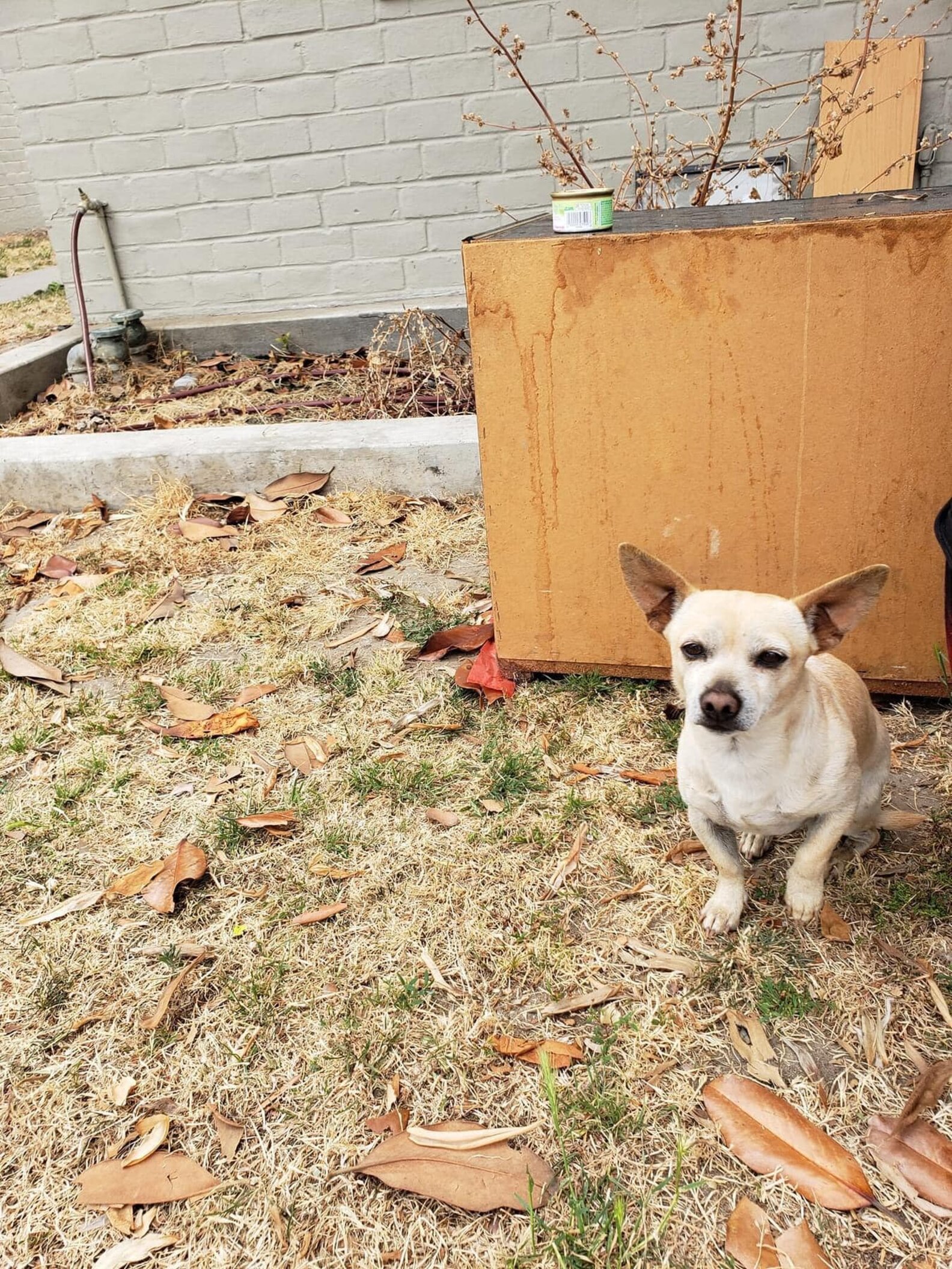Tiny Dog Refuses To Leave Street Corner Where He Last Saw His Family ...