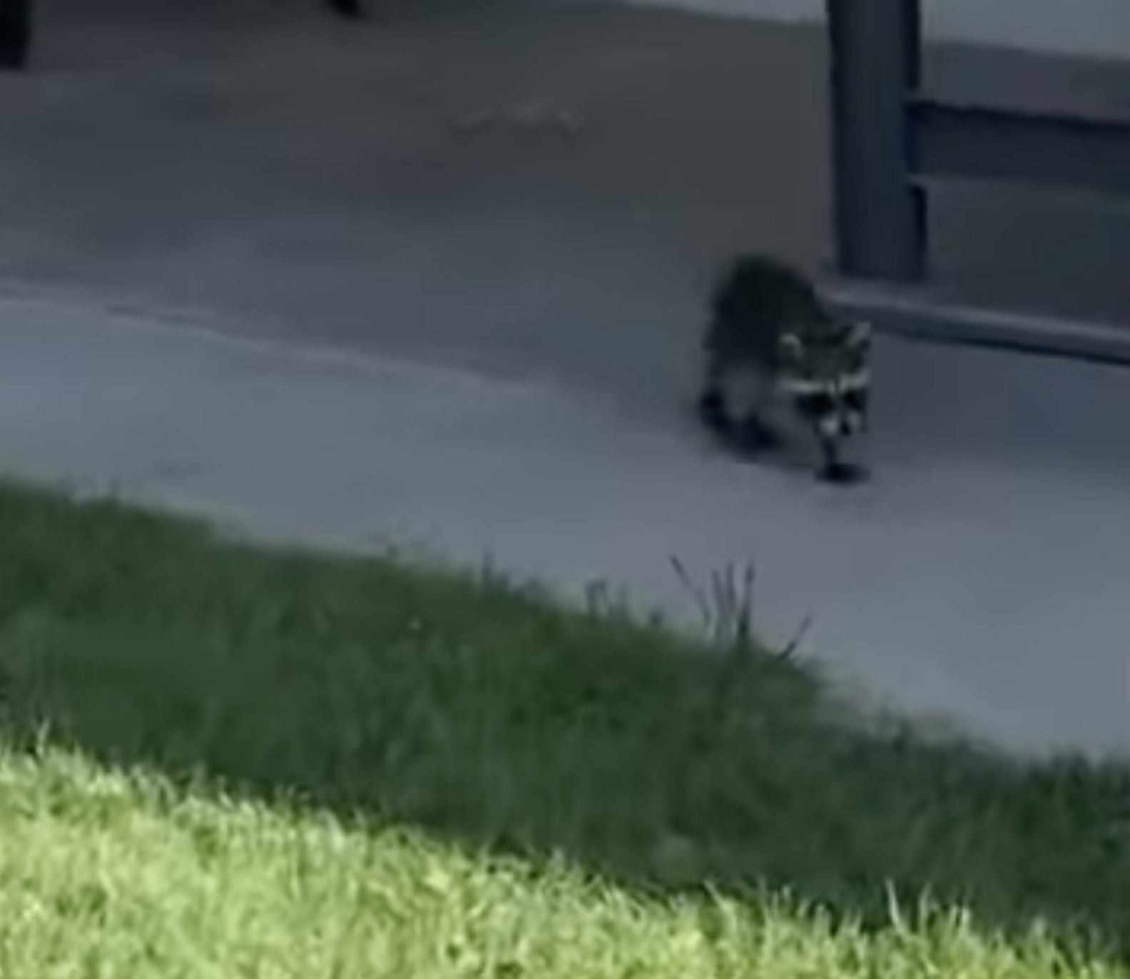 Woman Calls Out To Orphaned Baby Raccoon — And Is Amazed By What ...