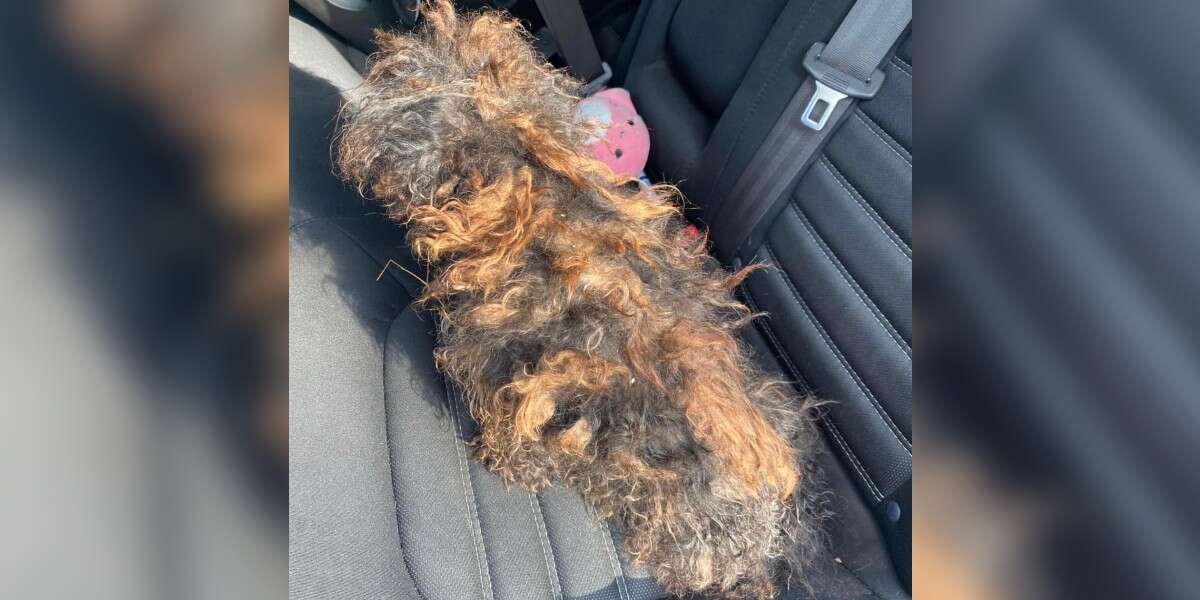 Woman Sees Wig In Middle Of Road, Then Realizes What's ...