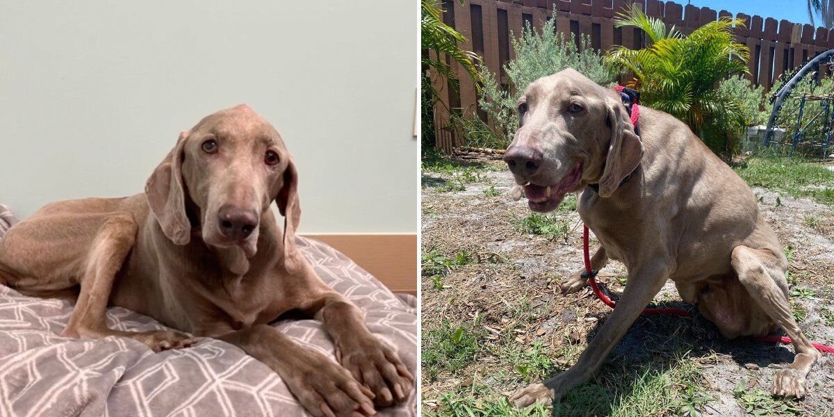 Dog Sanctuary Senior Dogs For Adoption Elderly Dog Rescue Near Me