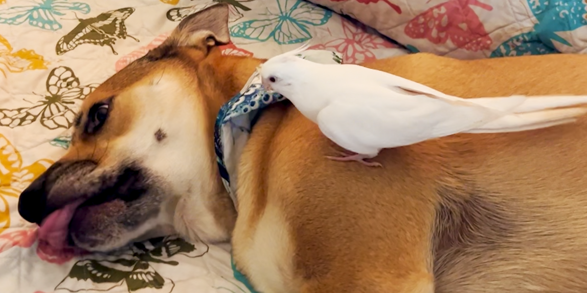 Bird Loves To Annoy His Dog Brother Videos The Dodo