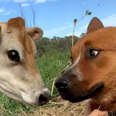 Herding Dog Afraid of All Cows Meets A Tiny Friend She Adores