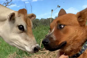 Herding Dog Afraid of All Cows Meets A Tiny Friend She Adores