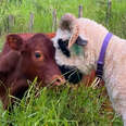 Baby Cow Will Stop At Nothing To Be Near His Sheep Friends