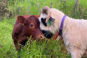 Baby Cow Will Stop At Nothing To Be Near His Sheep Friends