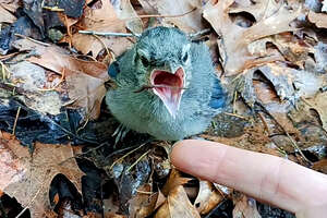 Family Rescues A Baby Blue Jay