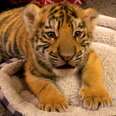 A Year In The Life Of A Baby Tiger