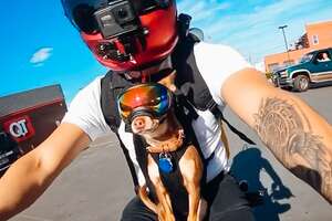 These Chihuahua's Love Going On Motorcycle Rides With Dad