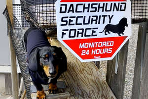 Dachshund's Family Builds Him A People-Watching Ramp