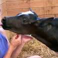 Rescue Calf Has Been Obsessed With Her Mom Since Day 1