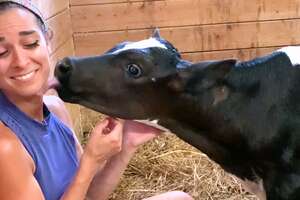 Rescue Calf Has Been Obsessed With Her Mom Since Day 1