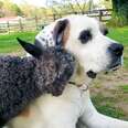 Wobbly Baby Goat Finally Runs With Her Best Friend