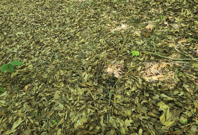 This Photo Of 3 Camouflaged Snakes Is Stumping Everyone Who Sees It ...
