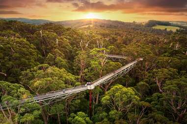 tree top hike