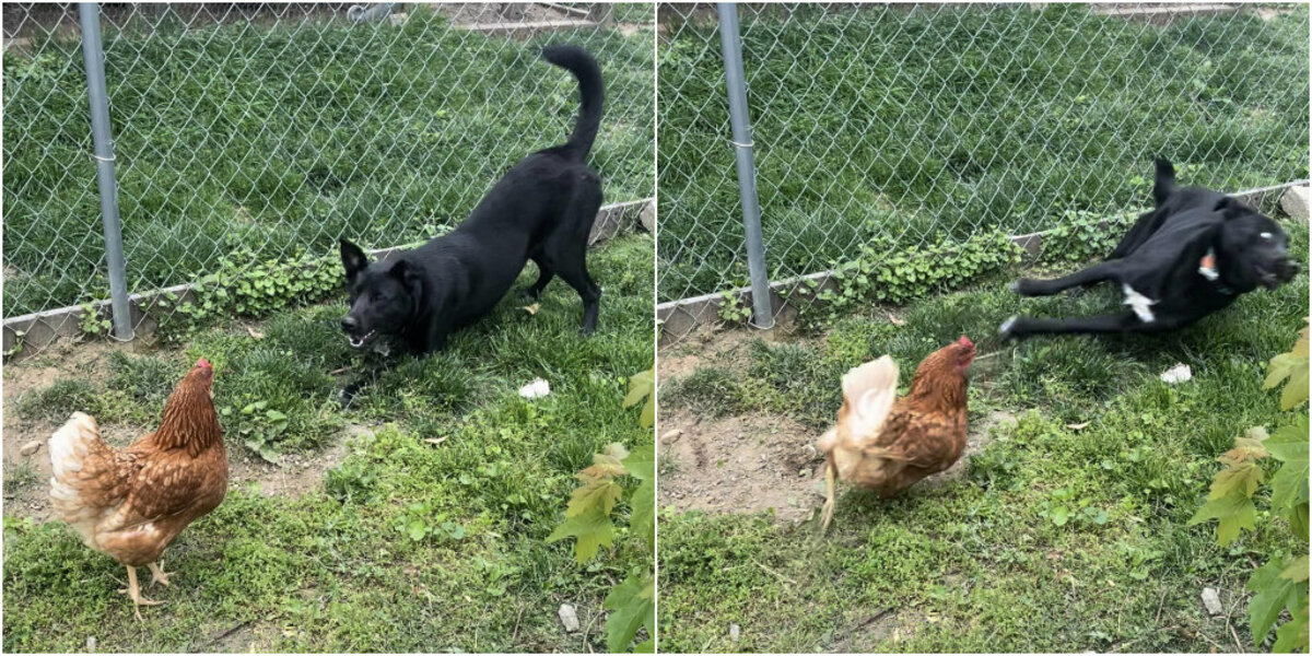 Chicken Jumps Over Fence Into Yard And Dog Has Totally Calm Reaction ...