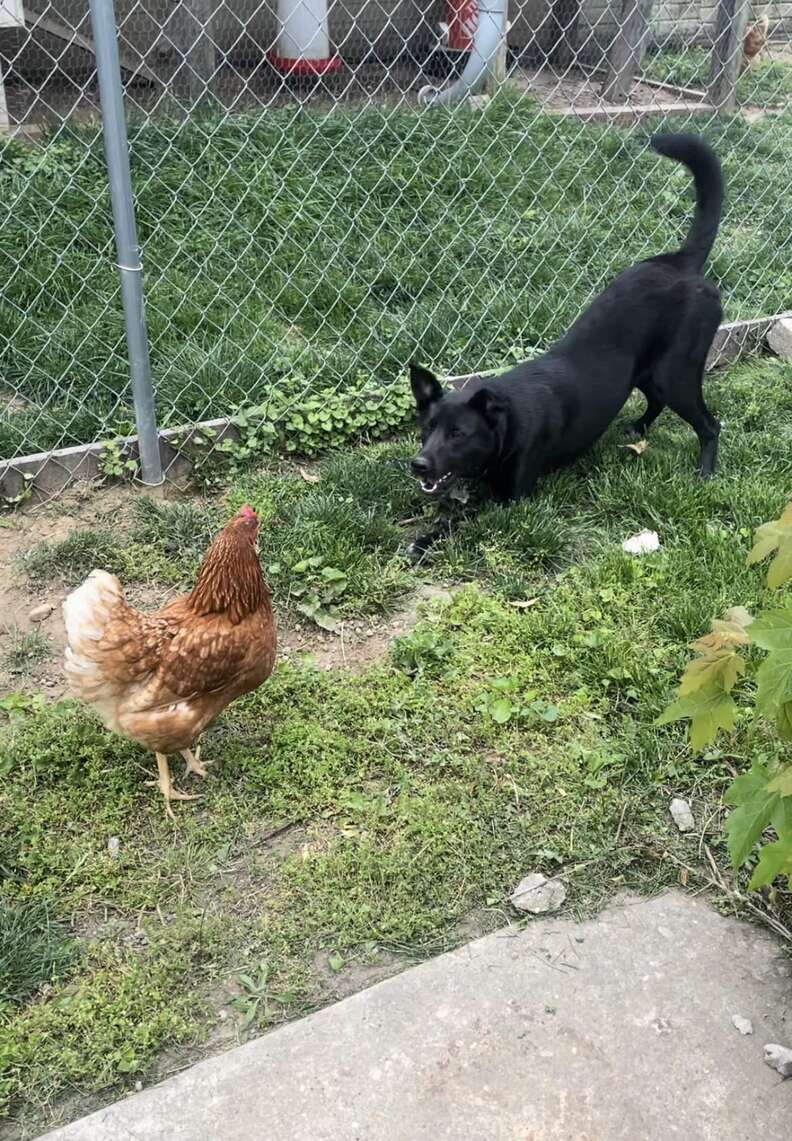 dog and chicken