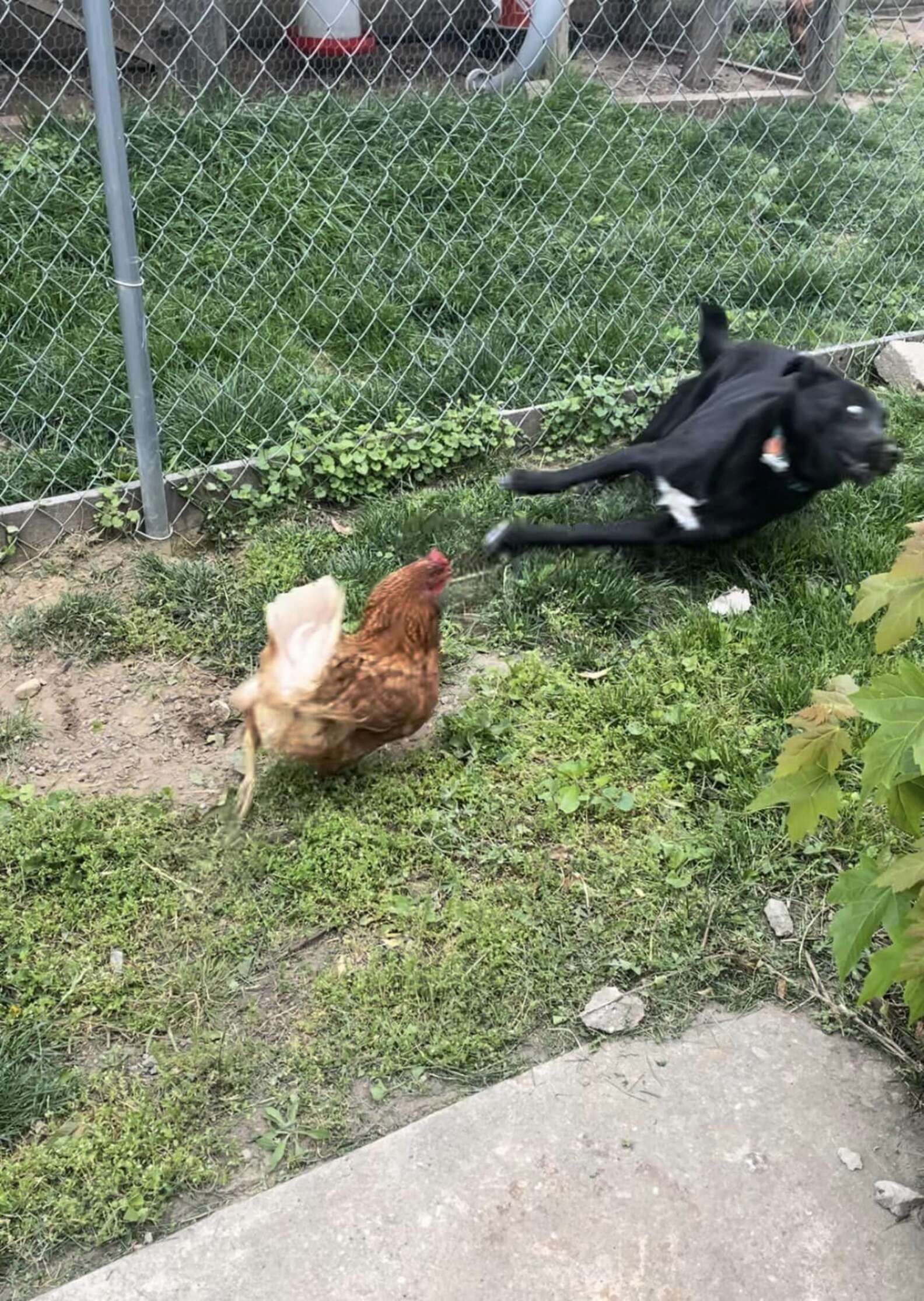 Chicken Jumps Over Fence Into Yard And Dog Has Totally Calm Reaction