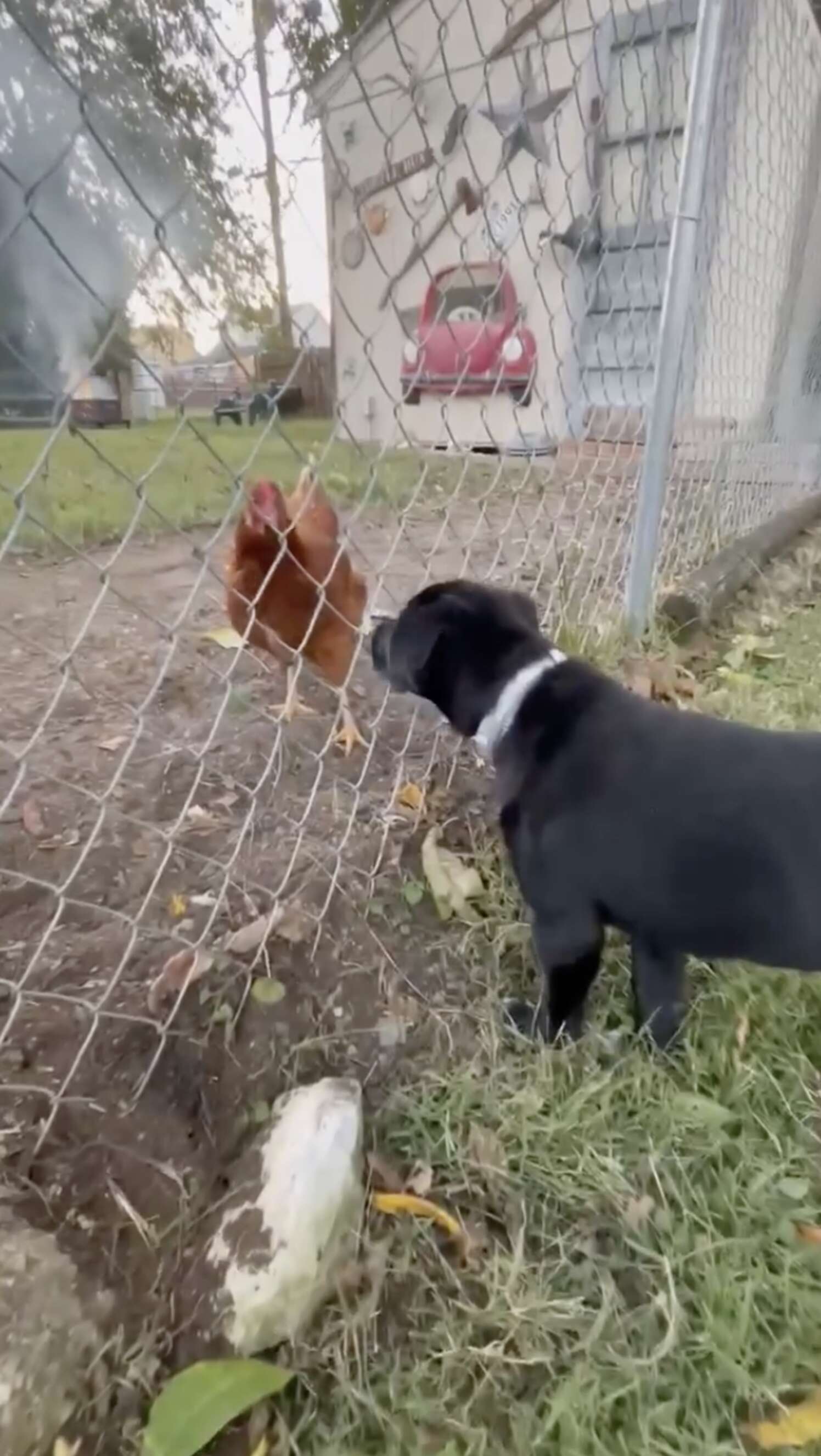 Chicken Jumps Over Fence Into Yard And Dog Has Totally Calm Reaction ...