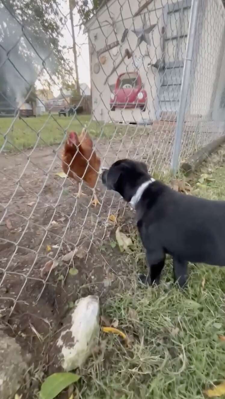 dog and chickens