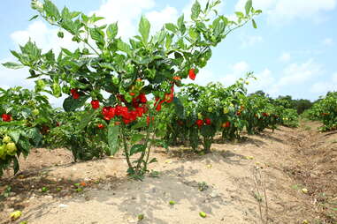 red habanero plants on a farm