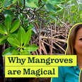 Can Mangroves Save the Planet?