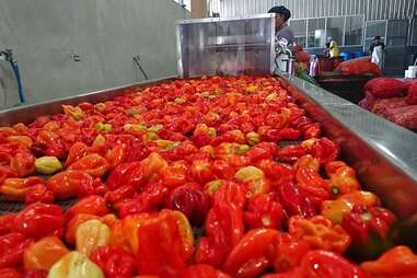 habanero peppers on a factory line