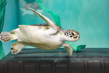 New England Aquarium