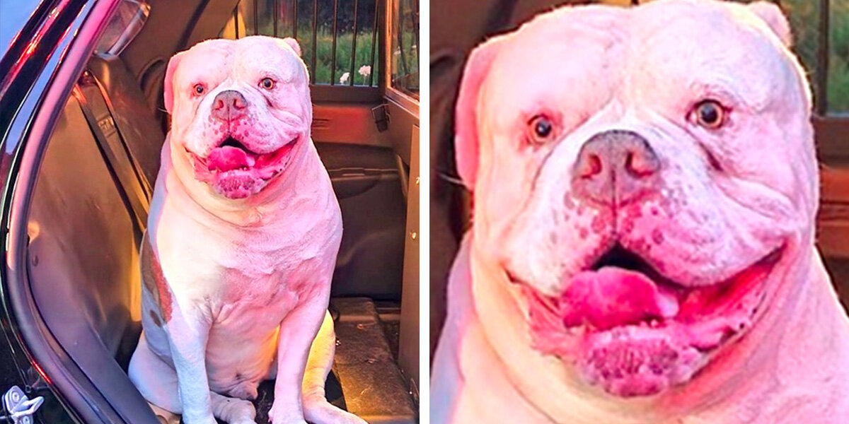 Hero Dog Earns All The 'Good Boys' After Saving Family From House Fire ...